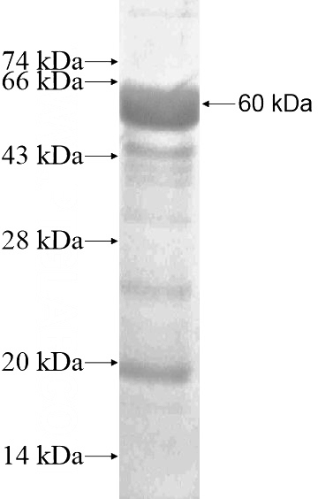 Recombinant Human CLEC17A SDS-PAGE