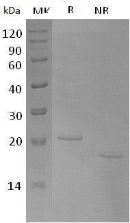Human TNFSF15/TL1/VEGI recombinant protein