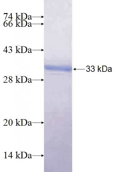 Recombinant Human FAM105B SDS-PAGE