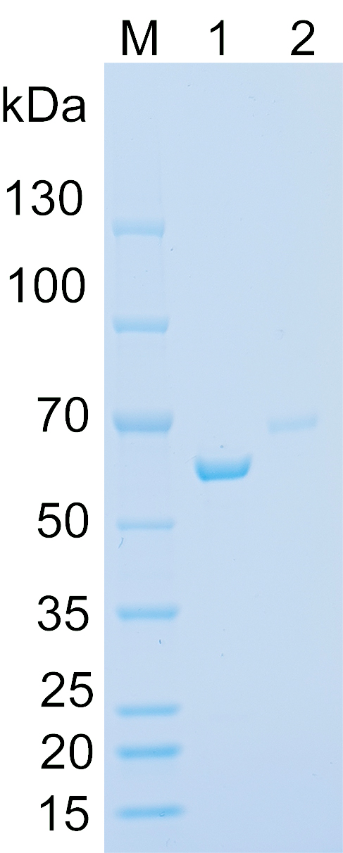 Recombinant CRY3 protein SDS-PAGE