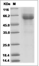 Human LILRB4/CD85k/ILT3 Protein (Fc Tag)