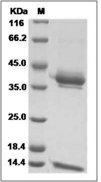 Cynomolgus CD1E & B2M Heterodimer Protein SDS-PAGE