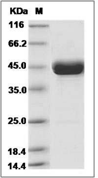 Cynomolgus REG1A / PSPS Protein (Fc Tag) SDS-PAGE