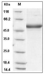 Mouse CD302 / CLEC13A Protein (Fc Tag) SDS-PAGE