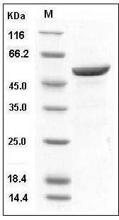 Human 14-3-3 beta / YWHAB Protein (GST Tag) SDS-PAGE