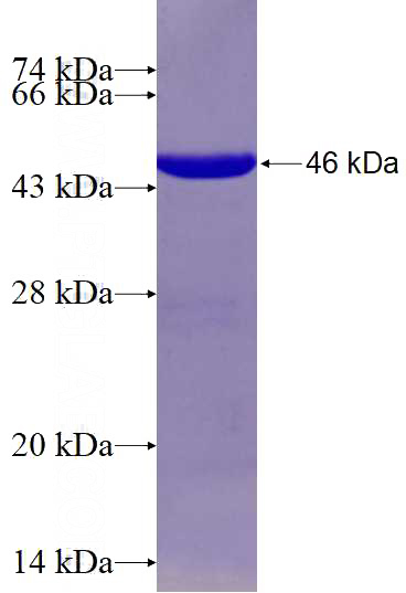 Recombinant Human CDX2 SDS-PAGE