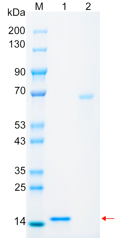 Recombinant YBOX1 protein (His tag) SDS-PAGE