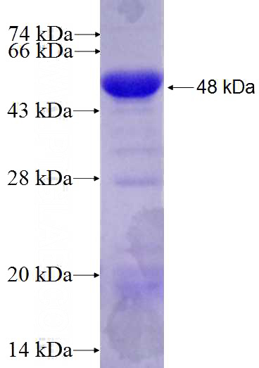 Recombinant Mouse Snf1lk SDS-PAGE
