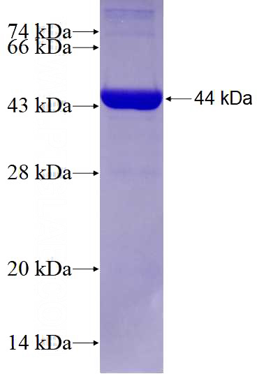 Recombinant Human TFAP2B SDS-PAGE