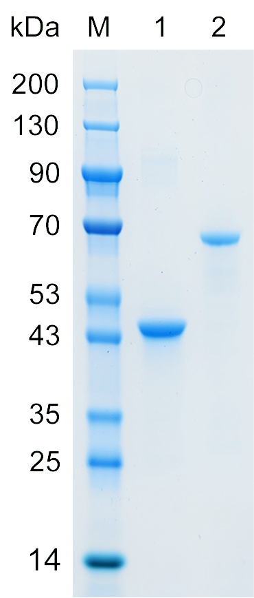 Recombinant GOG8R protein (His tag)