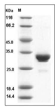 Rabbit IgG-Fc Protein (185 Thr/Ala, Asn 284/Ser) SDS-PAGE
