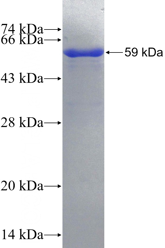 Recombinant Human GPSM1 SDS-PAGE
