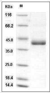 Mouse CD59a / Protectin / MAC-IP Protein (Fc Tag) SDS-PAGE