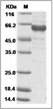 Human NRBF2 / Nuclear receptor binding factor 2 Protein (His & GST Tag) SDS-PAGE