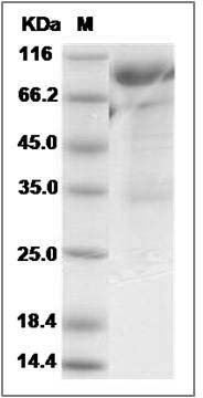 Human LILRB2 / ILT4 / LIR-2 Protein (Fc Tag) SDS-PAGE
