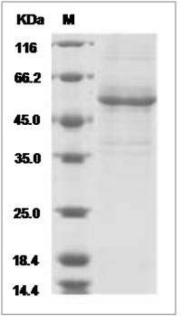 Human AMTN / Amelotin Protein (Fc Tag) SDS-PAGE