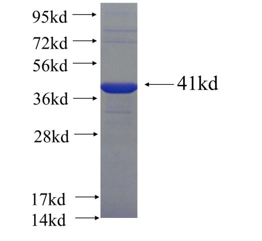 Recombinant Arabidopsis thaliana ANNAT1 SDS-PAGE