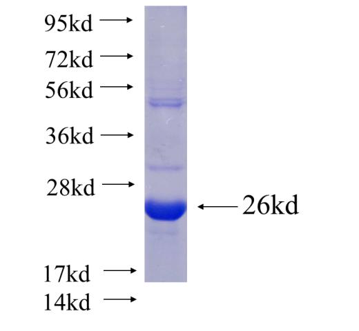 Recombinant Arabidopsis thaliana FUS5 SDS-PAGE