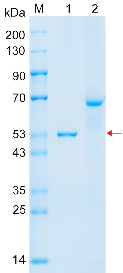 Recombinant RCC1 protein (His tag) SDS-PAGE