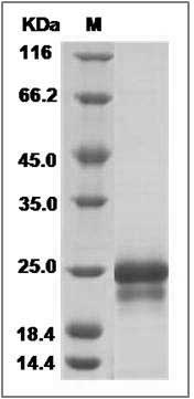 Human PRAC Protein (His & SUMO Tag) SDS-PAGE