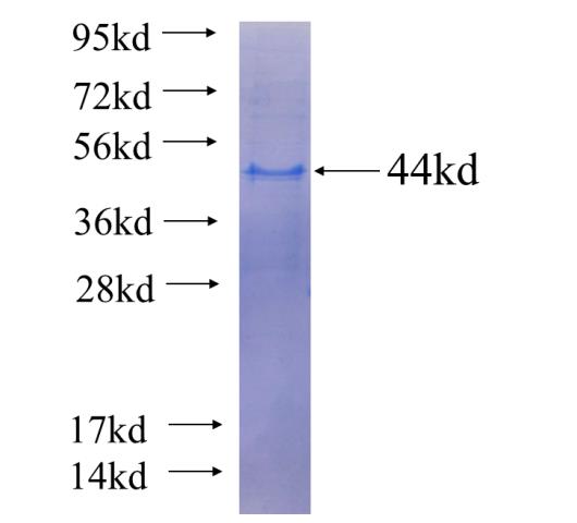 Recombinant human WDR24 SDS-PAGE