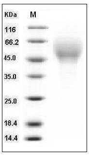 Mouse CD200R4 / CD200 Receptor 4 / CD200RLa Protein (His Tag) SDS-PAGE