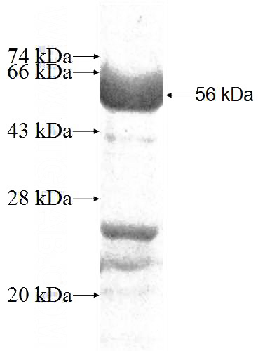 Recombinant Human tubulin-Alpha SDS-PAGE