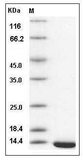 Human TXNDC17 / TRP14 / TXNL5 Protein SDS-PAGE