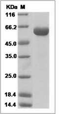 Influenza A H7N9 (A/Zhejiang/DTID-ZJU10/2013) Hemagglutinin / HA Protein (His Tag) SDS-PAGE