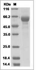 Human TRAP-alpha / SSR1 Protein (Fc Tag) SDS-PAGE