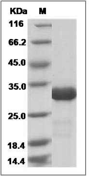 Human IMP1 / IMPA1 Protein (His Tag) SDS-PAGE