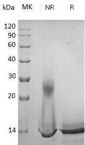 Human/Mouse/Rat MSTN/GDF8 recombinant protein