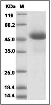 Canine WAP5 / WFDC2 / HE4 Protein (Fc Tag) SDS-PAGE