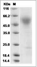 Mouse B7-H4 / B7S1 / B7x / VTCN1 Protein SDS-PAGE