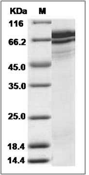 Human SCG2 / Secretogranin II Protein (His Tag) SDS-PAGE