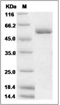 Rat c-MPL / CD110 / TPOR Protein (His Tag) SDS-PAGE