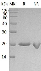 Human IFNA4 (His tag) recombinant protein
