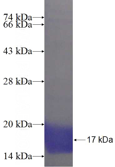 Recombinant Human HISPPD1 SDS-PAGE