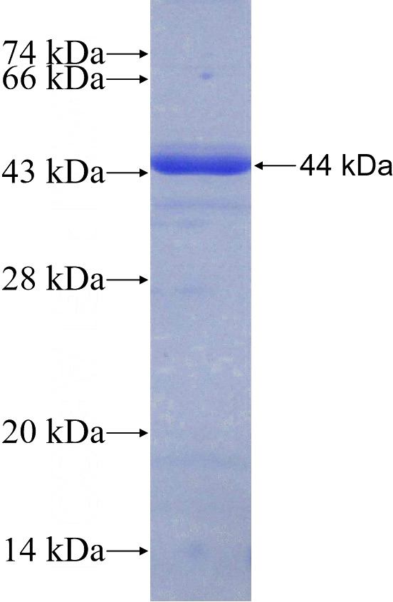 Recombinant Human C19orf21 SDS-PAGE