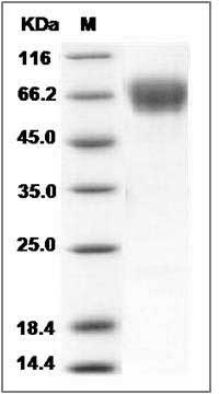 Rat CLEC4F / CLECSF13 Protein SDS-PAGE