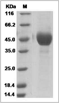Influenza A H6N8 (A/mallard/Ohio/217/1998) Hemagglutinin Protein (HA1 Subunit) (His Tag) SDS-PAGE