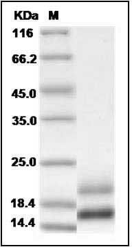 Human VEGF121b / VEGF-A Protein SDS-PAGE