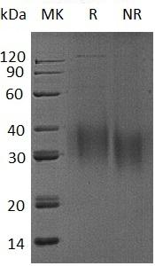 Mouse Il9 recombinant protein