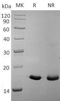Human IL17A/CTLA8/IL17 recombinant protein
