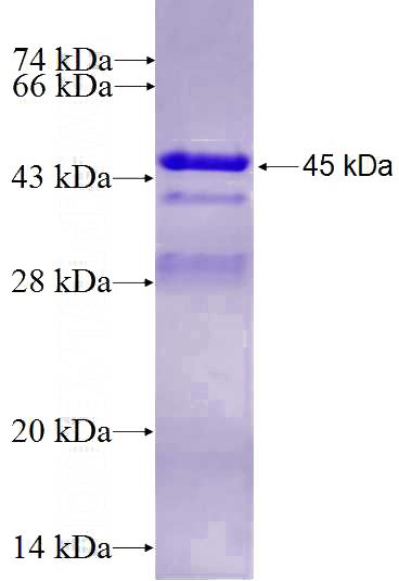 Recombinant Human ARGLU1 SDS-PAGE