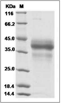 Cynomolgus / Rhesus EpCAM / TROP-1 / TACSTD1 Protein SDS-PAGE