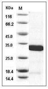 Mouse 14-3-3 sigma / Stratifin / YWHAS Protein SDS-PAGE