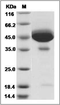 Rat GM-CSF / CSF2 Protein (Fc Tag) SDS-PAGE