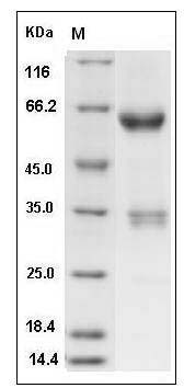 Human JAM3 / JAM-C Protein (Fc Tag) SDS-PAGE