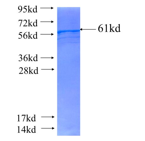 Recombinant human DHCR24 SDS-PAGE